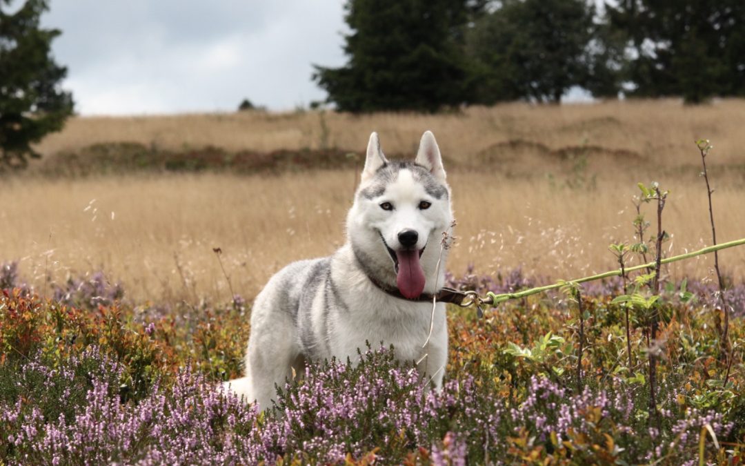 Les Signes Qui Ne Trompent Pas : Surveiller la Santé de Votre Chien.