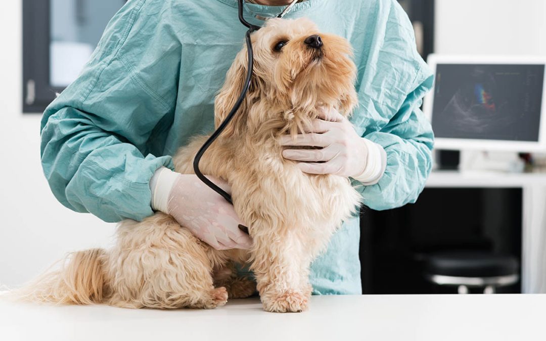 Protéger Votre Chien des Parasites Externes : Puces, Tiques et Plus Encore
