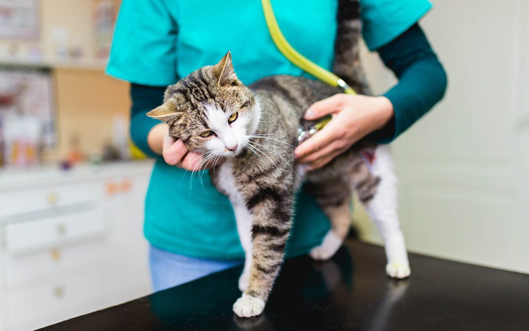 Les Principaux Parasites Internes du Chat : Comment les Identifier et les Traiter