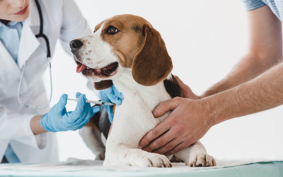 Les Dangers des Vers du Cœur Chez le Chien : Prévention et Traitement