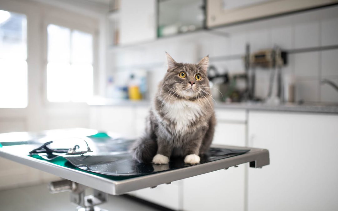 L’Obésité Chez le Chat : Un Risque pour sa Santé. Comment l’Éviter ?