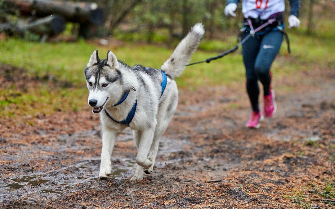 Le Canicross et Plus Encore : Les Sports à Découvrir avec Votre Chien