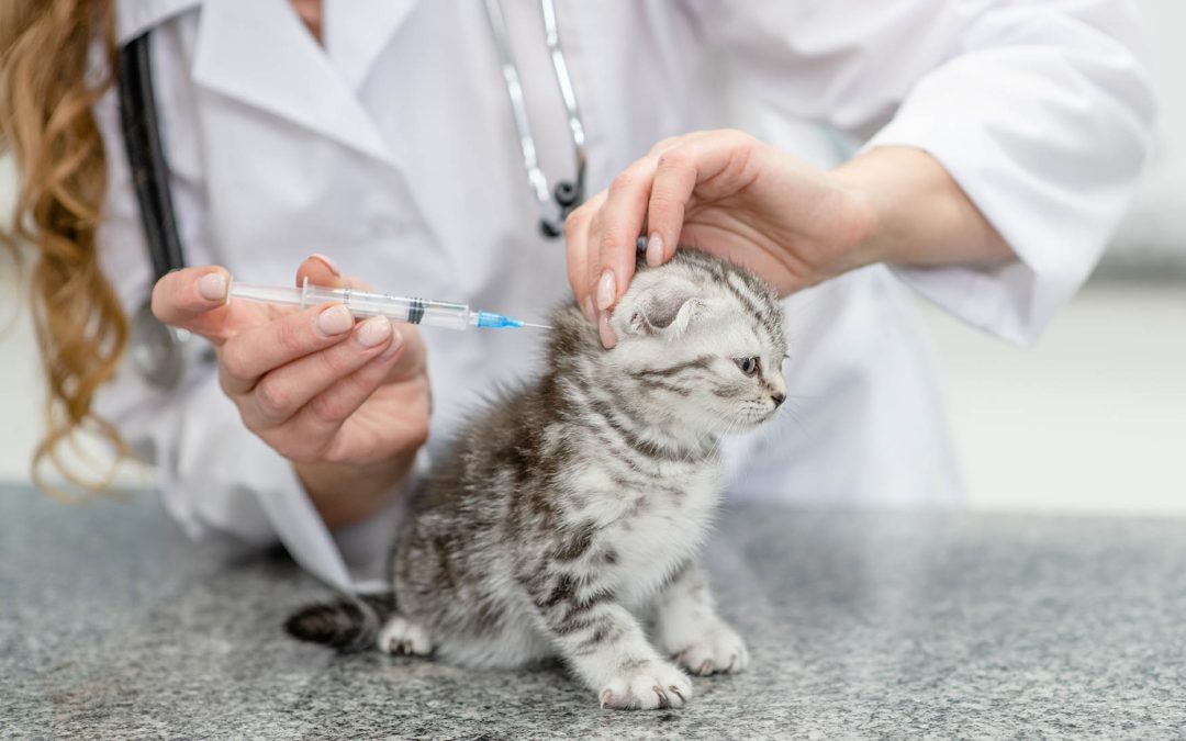 Primo-Vaccination et Rappels : Comprendre l’Importance pour la Santé de Votre Chat