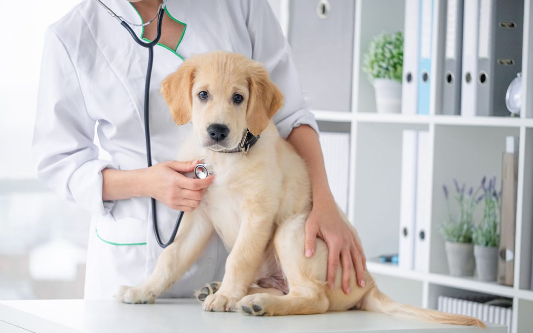 L’Importance d’une Bonne Alimentation pour la Santé de Votre Chien