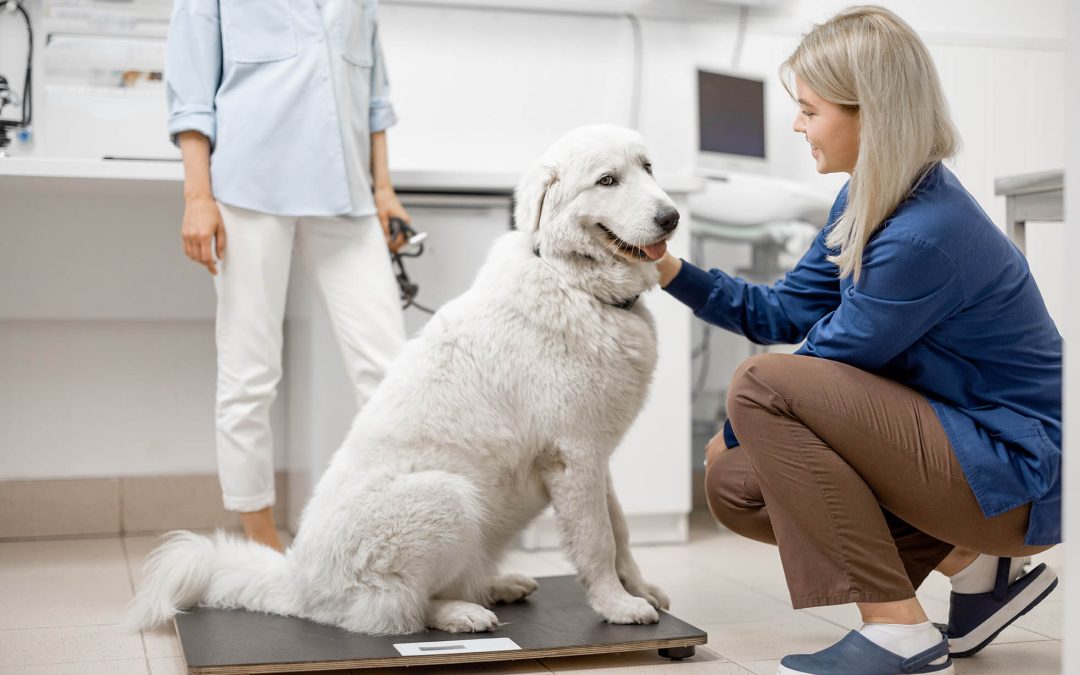 Suivez Facilement le Poids de Vos Animaux et Détectez les Changements avec Notre Appli