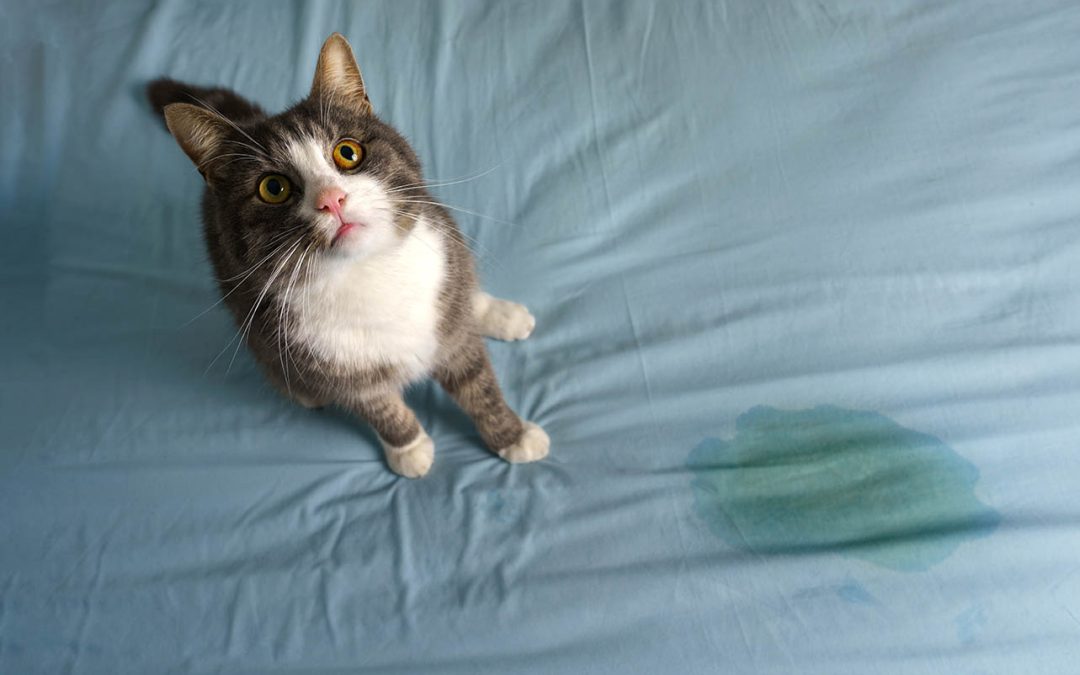 Mon Chat Fait Pipi Partout ! Comprendre et Agir Efficacement