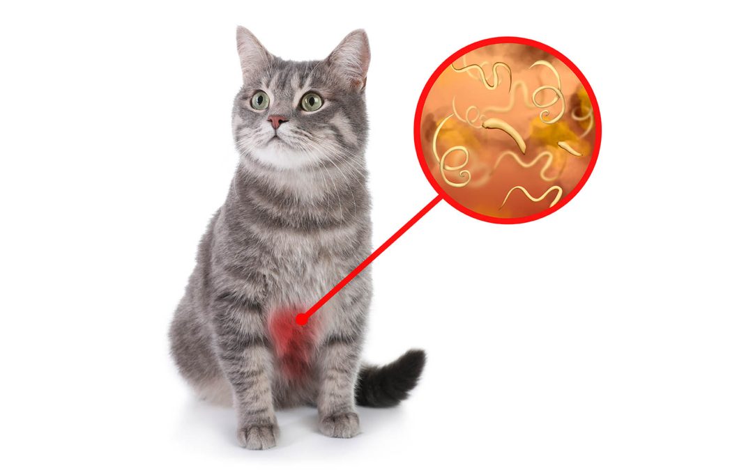 Gale, Teigne : Les Parasites Cutanés Fréquents Chez le Chat