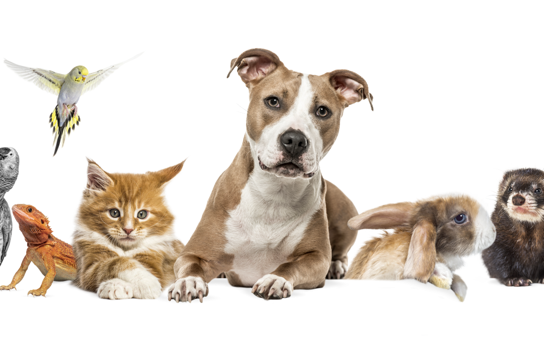 Top 5 des Animaux de Compagnie les Plus Populaires en France : Pourquoi les Aimons-Nous Autant ?