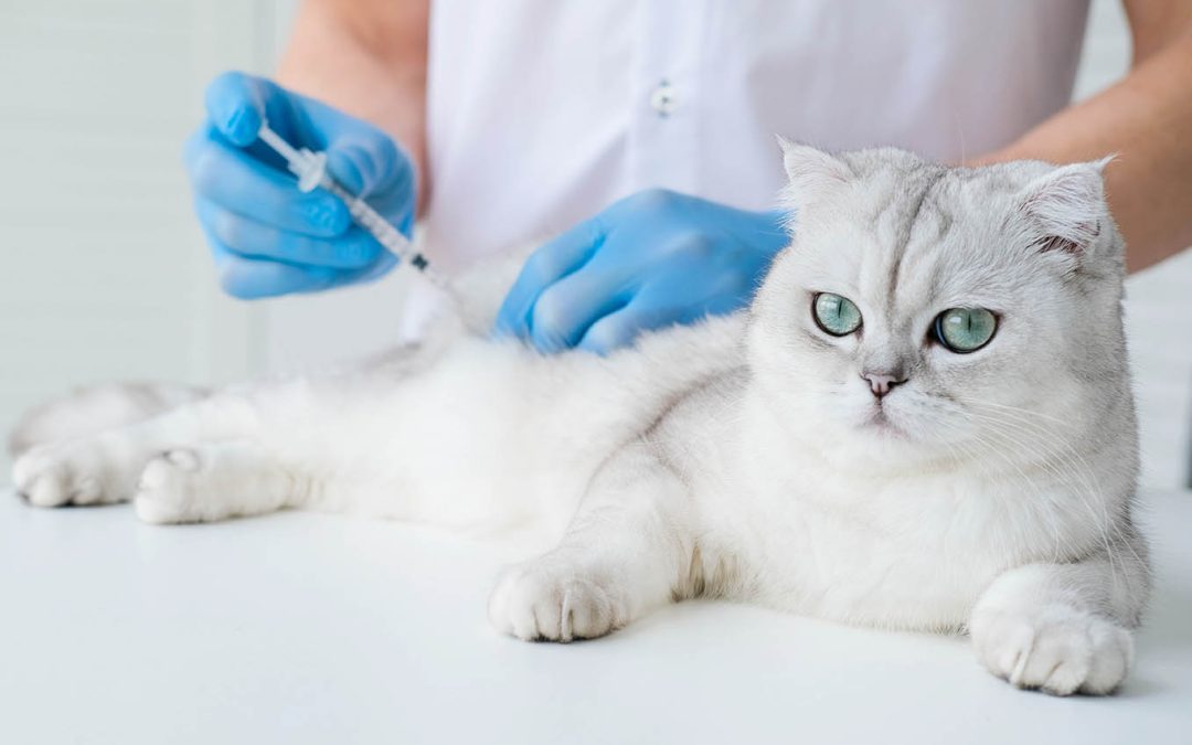 La Vaccination du Chat : Un Bouclier de Protection Indispensable