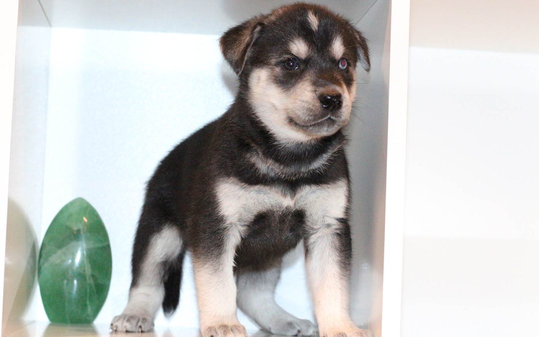 Le Calendrier Vaccinal du Chiot : Protégez Votre Nouveau Compagnon