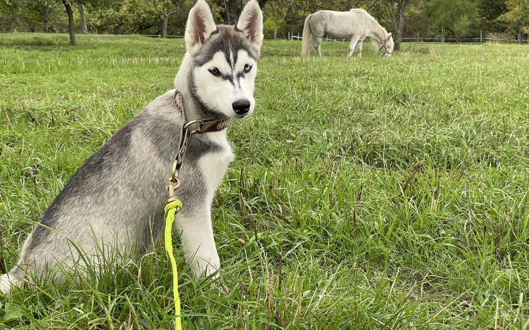 Les 5 Points Essentiels à Ne Pas Rater dans l’Éducation de Votre Chien